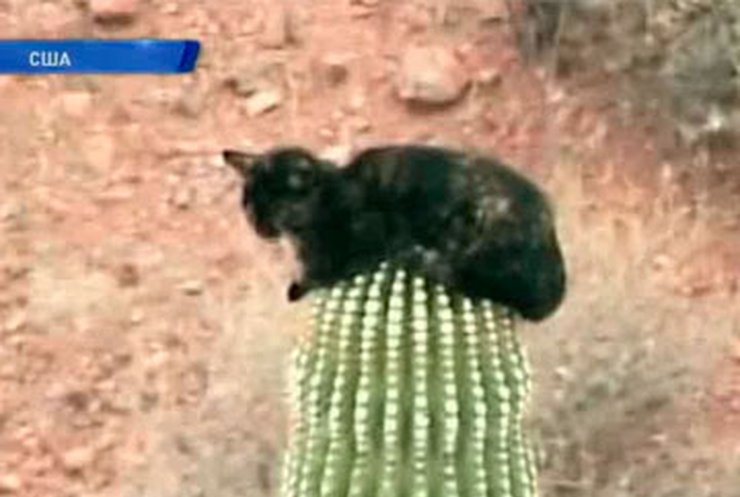 В Аризоне кот залез на десятиметровый кактус