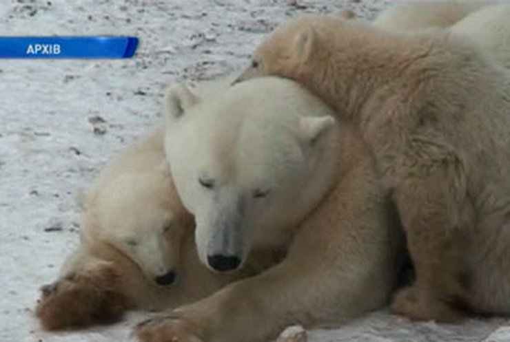 В России началась акция "Усынови белого медведя"