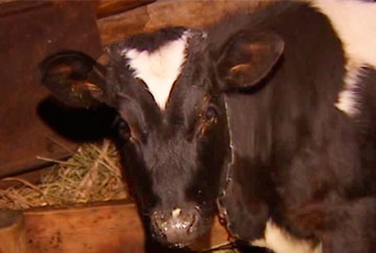 Из-за упадка животноводческой отрасли украинцы останутся без мяса и молока