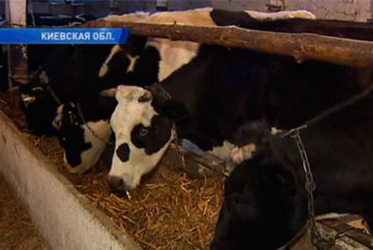 Украине грозит дефицит молока и говядины?