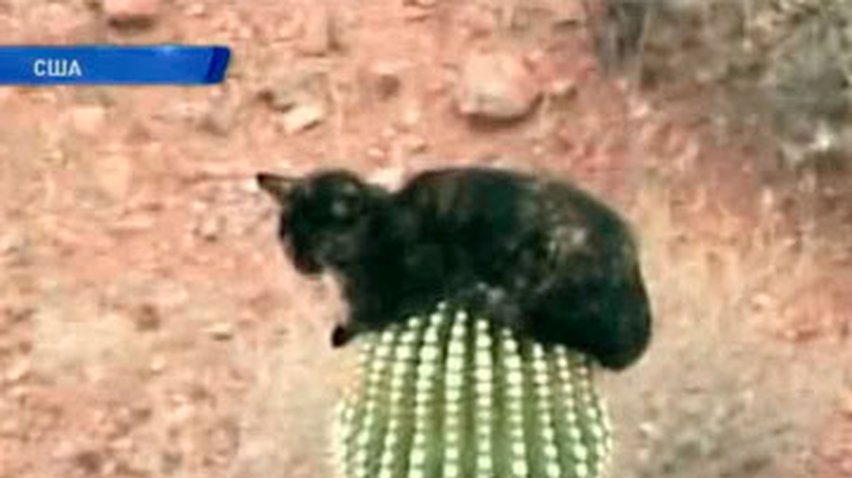 В Аризоне кот залез на десятиметровый кактус