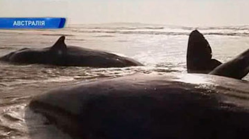 На берегу Тасмании остаются два кита, которые выбросились на берег
