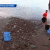 На Канарских островах массово гибнет рыба