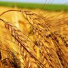 Украина не обсуждает с Россией создание зернового пула