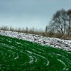 Одна четверть озимых оказалась под угрозой из-за плохой погоды