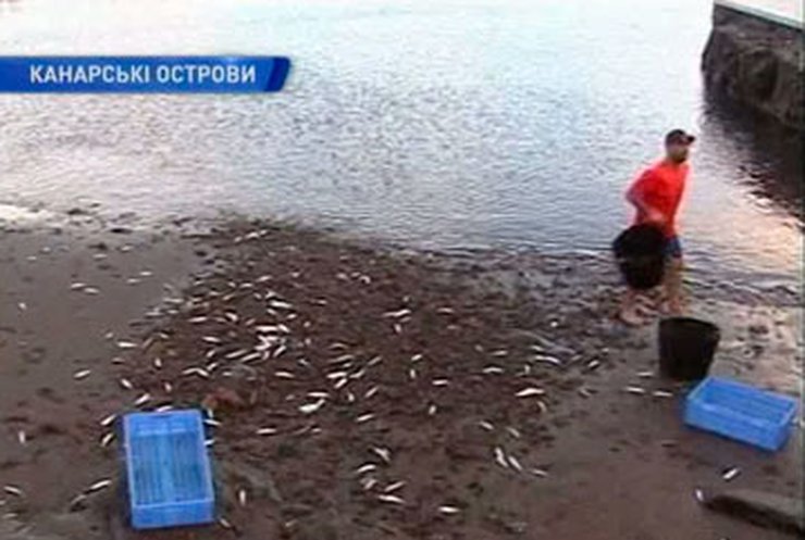 На Канарских островах массово гибнет рыба