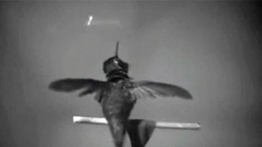 Ученые объяснили, как колибри удается выйти сухими из воды