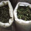 На границе США и Мексики под землей нашли 14 тонн марихуаны