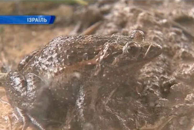 В Израиле обнаружили лягушку, считавшуюся вымершей