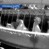 В США разразился куриный скандал