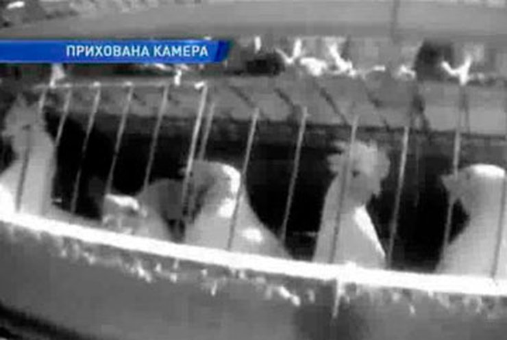 В США разразился куриный скандал