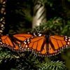 В Мексике нашествие бабочек-монархов
