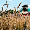Украина хочет продавать зерно Саудовской Аравии