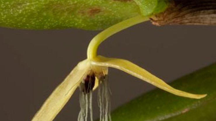 Ученые нашли орхидею, цветущую лишь одну ночь