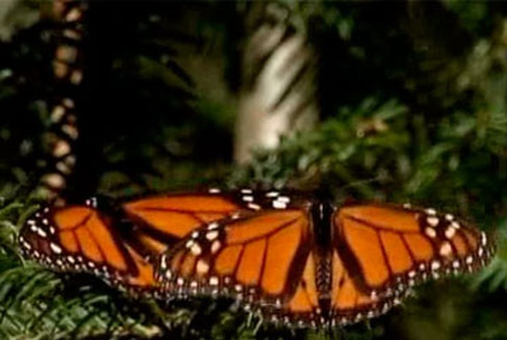 В Мексике нашествие бабочек-монархов