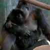 В Американском зоопарке родилась горилла