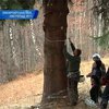 Сегодня в Рим отправят украинскую елку