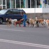 В Румынии разрешили убивать бродячих собак