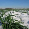 В Украине не взошла треть засеянных озимых культур