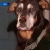В Лос-Анджелесе ввели штрафы за продолжительный собачий лай