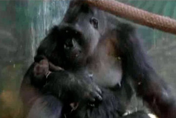 В Американском зоопарке родилась горилла
