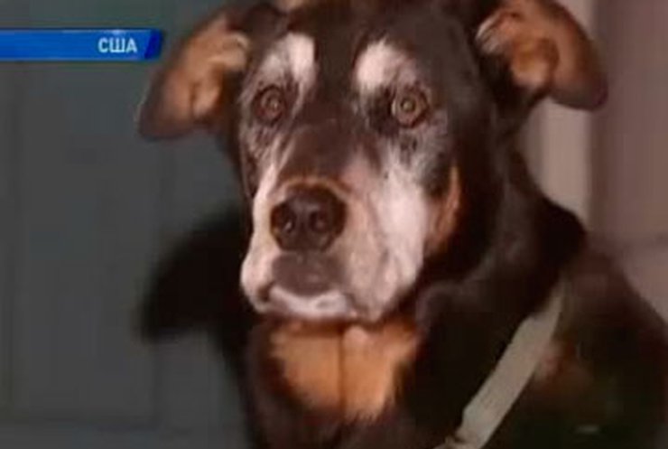 В Лос-Анджелесе ввели штрафы за продолжительный собачий лай