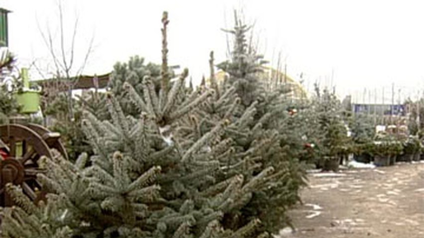 В лесничествах начали продажу новогодних елок