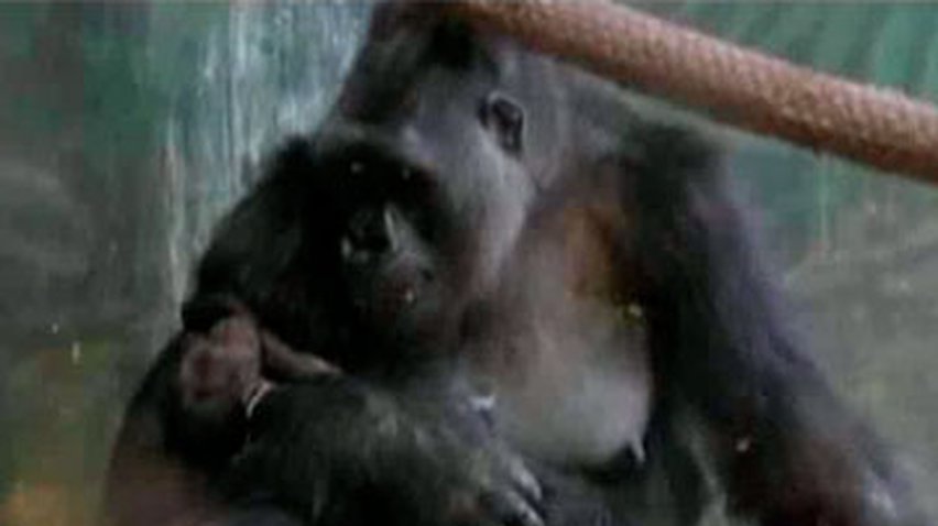 В Американском зоопарке родилась горилла