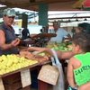 Кубинские крестьяне смогут продавать урожай без участия государства