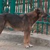 Румыниские власти разрешили убивать бродячих собак