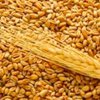 Азаров хочет вместе с Россией и Казахстаном диктовать цены на пшеницу