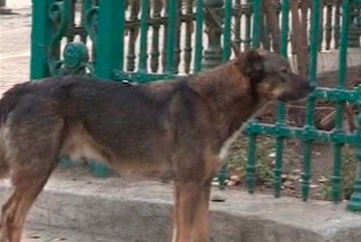 Румыниские власти разрешили убивать бродячих собак