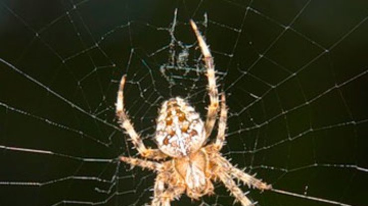 На Луганщине зоологи приютили паука Васю пойманого в пакете с семечками