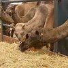 В Нидерландах фермер с успехом разводит верблюдов