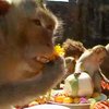 В Таиланде накрыли стол для обезьян
