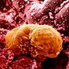 Ученые обнаружили новую разновидность иммунных клеток