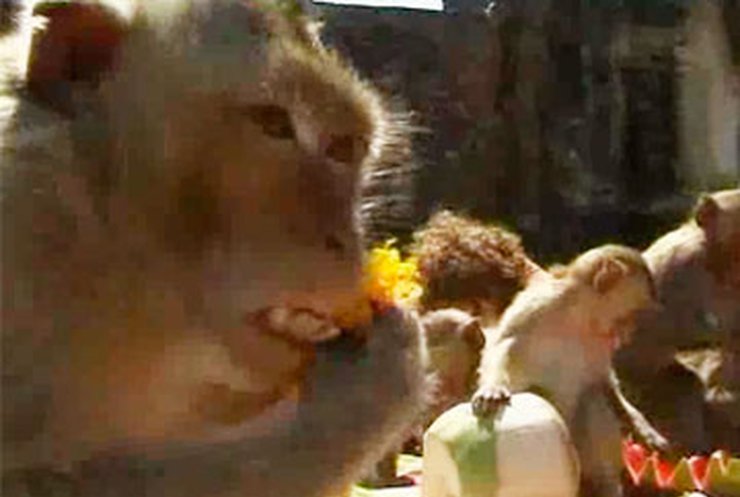 В Таиланде накрыли стол для обезьян