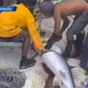 Тайваньские экологи борются с охотниками за акульими плавниками