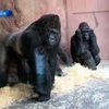 Прагу покинула местная горилла-телезвезда