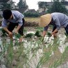 Китайским крестьянам повысили прожиточный минимум