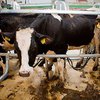 "Новый механизм дотации производителей молока и мяса - это грабеж", - эксперт