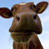 Корова под дотационным соусом