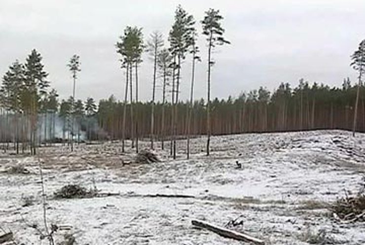 В Донецкой области уничтожают заповедные леса