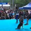 В Гонконге установили рекорд одновременной тренировки собак