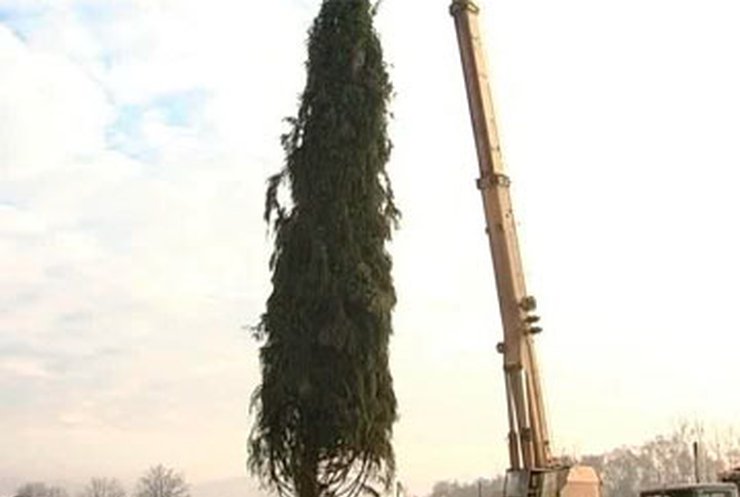 Сегодня в Ватикане установят украинскую елку