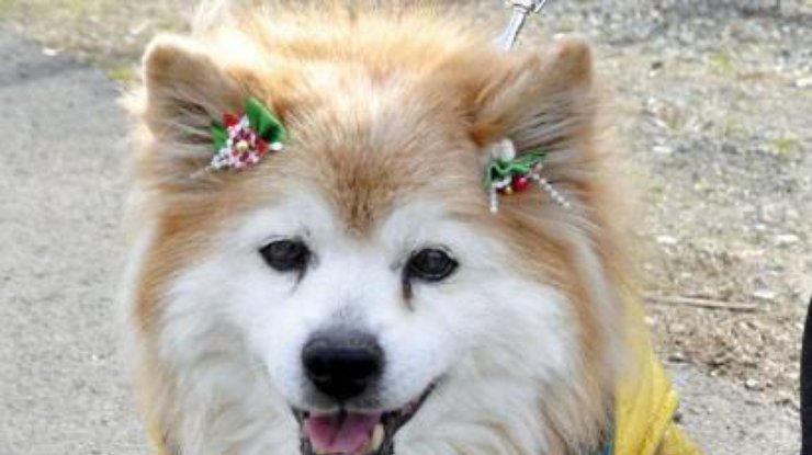 В Японии скончался самый старый пес-долгожитель