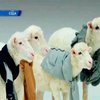 В США рождественскую песню исполнили ягнята