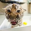 В Москве нашли бесхозного тигра в коробке