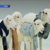 Американцы заставили стадо овец спеть Jingle Bells