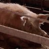 Из-за угрозы африканской чумы в Украине массово уничтожают свиней